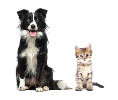 Coquitlam kennels dog and cat boarding